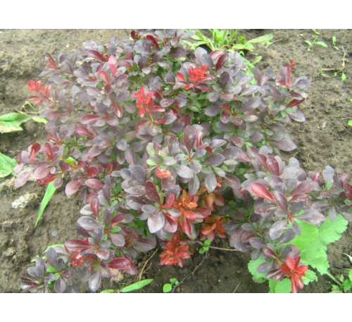 Барбарис Тунберга Атропурпуреа Нана (Berberis thunbergii Atropurporea Nana )